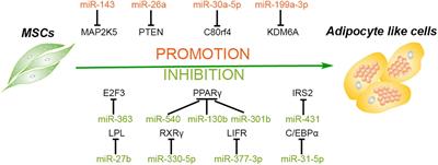 MicroRNAs as Important Regulators Mediate the Multiple Differentiation of Mesenchymal Stromal Cells